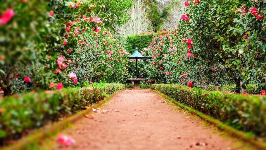 Créer un jardin d'hiver intérieur : nos conseils